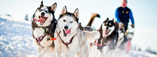 Катание на хаски в Волгограде. Ultra Подарки. Катание на хаски в Волгограде. Попробуйте Катание на хаски. Сервис: UltraPodarki.ru 8 800 505 95 30. Катание на хаски Волгоград, Катание на хаски в Волгограде, хаски, животные в Волгограде, 