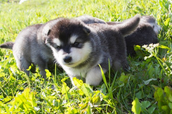 Катание на хаски в Волгограде. Ultra Подарки. Катание на хаски в Волгограде. Попробуйте Катание на хаски. Сервис: UltraPodarki.ru 8 800 505 95 30. Катание на хаски Волгоград, Катание на хаски в Волгограде, хаски, животные в Волгограде, 