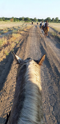 Конная прогулка в Волгограде. Подарочные сертификаты Ultra Подарки. Купить оригинальный подарок или подарочный сертификат на Конную прогулка в Волгограде. Сервис UltraPodarki.ru 8-800-505-9530. Катание на лошадях, Прогулка на лошади, Прогулка на лошадях, кони, конный клуб, конный клуб Солнечная долина, конная прогулка, конная прогулка в Волгограде