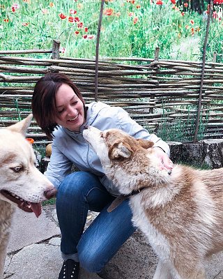 Катание на хаски в Волгограде. Ultra Подарки. Катание на хаски в Волгограде. Попробуйте Катание на хаски. Сервис: UltraPodarki.ru 8 800 505 95 30. Катание на хаски Волгоград, Катание на хаски в Волгограде, хаски, животные в Волгограде, 