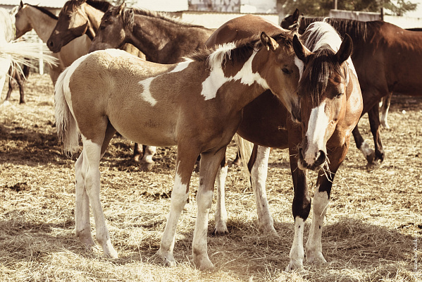 Конная прогулка в Волгограде. Подарочные сертификаты Ultra Подарки. Купить оригинальный подарок или подарочный сертификат на Конную прогулка в Волгограде. Сервис UltraPodarki.ru 8-800-505-9530. Катание на лошадях, Прогулка на лошади, Прогулка на лошадях, кони, конный клуб, конный клуб Солнечная долина, конная прогулка, конная прогулка в Волгограде