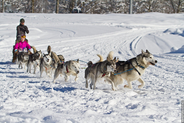 Катание на хаски в Волгограде. Ultra Подарки. Катание на хаски в Волгограде. Попробуйте Катание на хаски. Сервис: UltraPodarki.ru 8 800 505 95 30. Катание на хаски Волгоград, Катание на хаски в Волгограде, хаски, животные в Волгограде, 