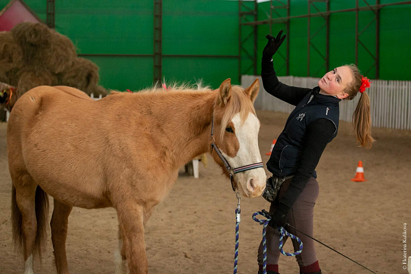 Конная прогулка в Волгограде. Подарочные сертификаты Ultra Подарки. Купить оригинальный подарок или подарочный сертификат на Конную прогулка в Волгограде. Сервис UltraPodarki.ru 8-800-505-9530. Катание на лошадях, Прогулка на лошади, Прогулка на лошадях, кони, конный клуб, конный клуб Солнечная долина, конная прогулка, конная прогулка в Волгограде