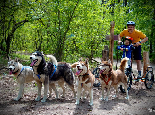 Катание на хаски в Волгограде. Ultra Подарки. Катание на хаски в Волгограде. Попробуйте Катание на хаски. Сервис: UltraPodarki.ru 8 800 505 95 30. Катание на хаски Волгоград, Катание на хаски в Волгограде, хаски, животные в Волгограде, 