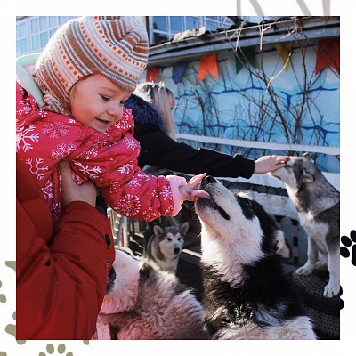 Катание на хаски в Волгограде. Ultra Подарки. Катание на хаски в Волгограде. Попробуйте Катание на хаски. Сервис: UltraPodarki.ru 8 800 505 95 30. Катание на хаски Волгоград, Катание на хаски в Волгограде, хаски, животные в Волгограде, 