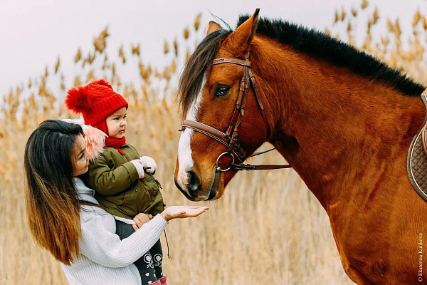 Конная прогулка в Волгограде. Подарочные сертификаты Ultra Подарки. Купить оригинальный подарок или подарочный сертификат на Конную прогулка в Волгограде. Сервис UltraPodarki.ru 8-800-505-9530. Катание на лошадях, Прогулка на лошади, Прогулка на лошадях, кони, конный клуб, конный клуб Солнечная долина, конная прогулка, конная прогулка в Волгограде