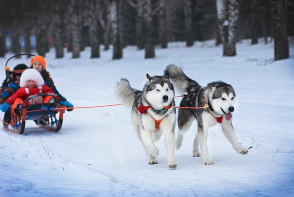 Катание на хаски в Волгограде. Ultra Подарки. Катание на хаски в Волгограде. Попробуйте Катание на хаски. Сервис: UltraPodarki.ru 8 800 505 95 30. Катание на хаски Волгоград, Катание на хаски в Волгограде, хаски, животные в Волгограде, 
