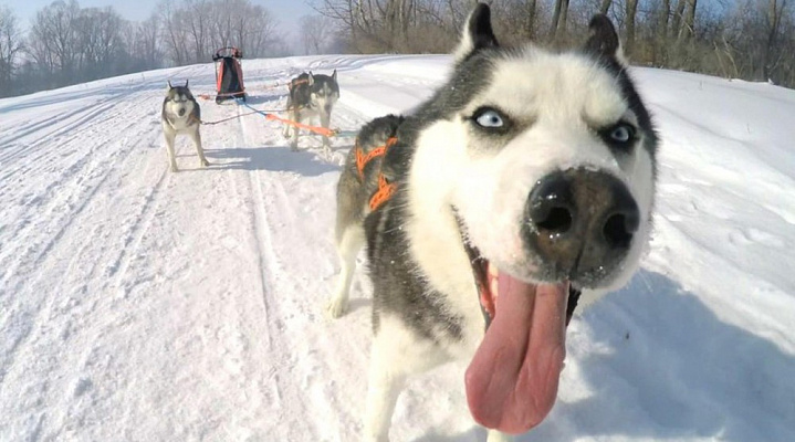 Катание на хаски в Волгограде. Ultra Подарки. Катание на хаски в Волгограде. Попробуйте Катание на хаски. Сервис: UltraPodarki.ru 8 800 505 95 30. Катание на хаски Волгоград, Катание на хаски в Волгограде, хаски, животные в Волгограде, 