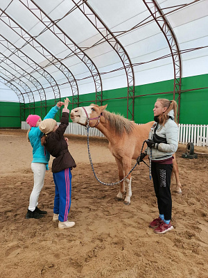 Конная прогулка в Волгограде. Подарочные сертификаты Ultra Подарки. Купить оригинальный подарок или подарочный сертификат на Конную прогулка в Волгограде. Сервис UltraPodarki.ru 8-800-505-9530. Катание на лошадях, Прогулка на лошади, Прогулка на лошадях, кони, конный клуб, конный клуб Солнечная долина, конная прогулка, конная прогулка в Волгограде